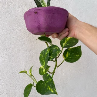 Compañeros de Jardín: Maceta Colgante con Lengua de Suegra y Potos Variegado