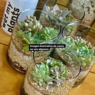 Mini Terrario de Vidrio con Colección de Suculentas
