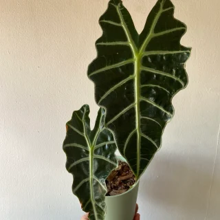 Alocasia máscara africana en maceta de plástico con autorriego color verde pistache