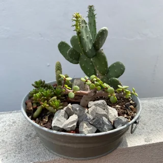 ✨ Terrario de Alto Desierto – Suculenta Sedum y Cactáceas 🌵🌞