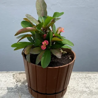 Corona de Cristo – Esplendor Solar para Exteriores