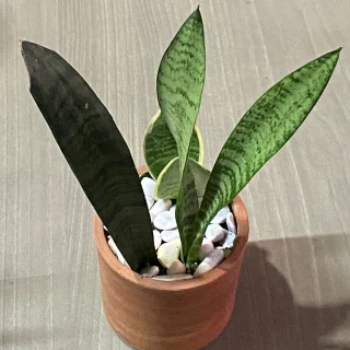 Sansevieria Elegancia – Mini y Variegada en Maceta Artesanal