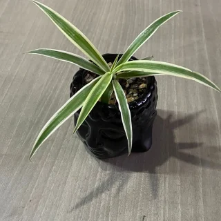 Mala madre o cinta en maceta de cerámica cabeza de Buda color negro