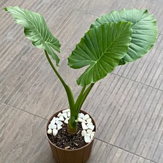 ✨ Alocasia Odora Majestuosa – Elegancia Tropical para Interiores ✨