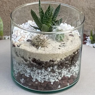 Terrario Miniatura Oasis Verde – Gasteria & Cactus en Vidrio Elegante