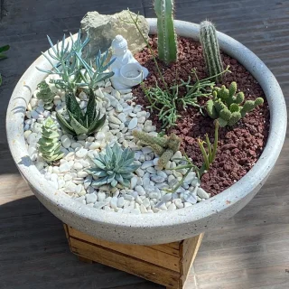 🌿 Mega Tazón Buda Ying-Yang de Suculentas y Cactáceas 🌵