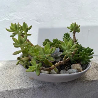 Tazón Elegante de Suculentas para Interiores – Oasis Verde en Cerámica Beige