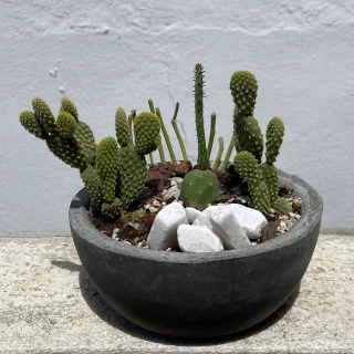 Oasis Miniatura: Terrario de Cactus y Nopal