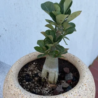 🌵🌸 Rosa del Desierto ‘Adenium Obesum’ – Exótica y Resiliente para Ambientes Soleados