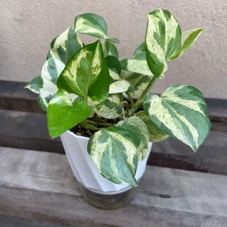 Potus variegado en Maceta de Autorriego