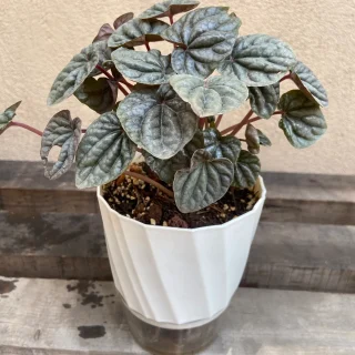 Peperomia Caperata en Maceta de Autorriego