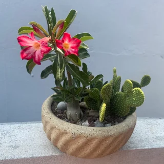 Oasis Doméstico: Terrario Beige con Suculentas y Cactus