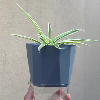 Maceta de Autorriego Semi Cuadrada – ¡Ideal para tus Plantas Chicas!