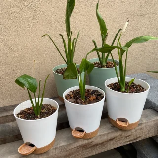 Cuna de Moisés en Maceta de Autorriego 🌿💧